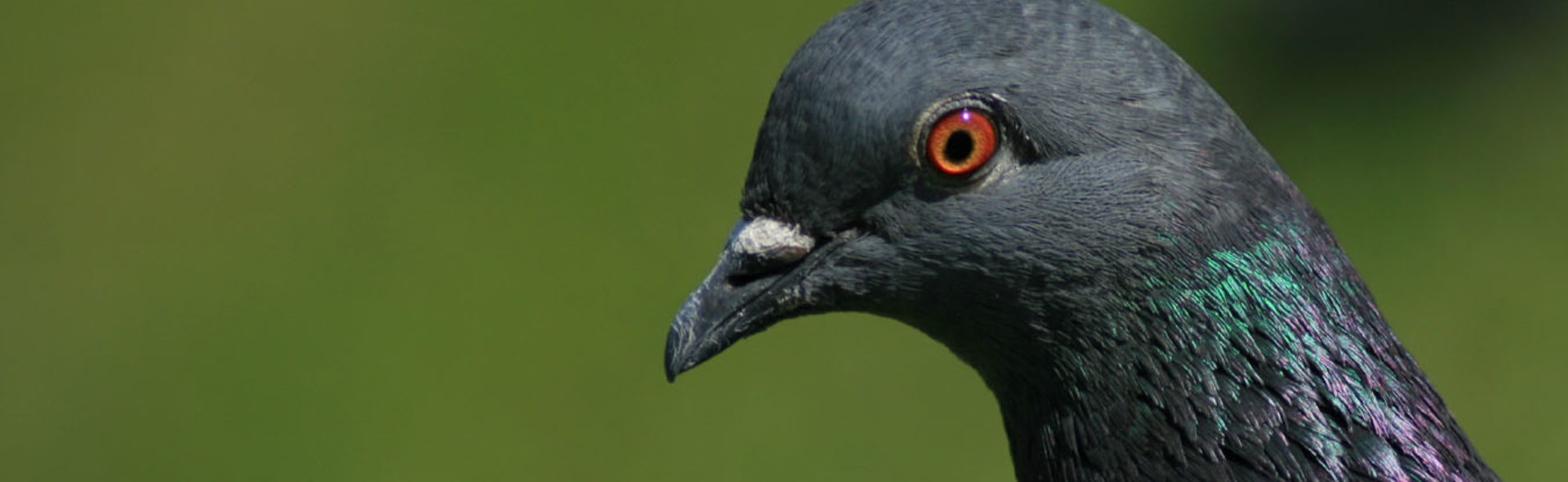 Pigeon Parental Care